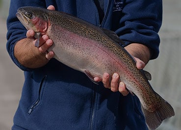 Des poissons et des hommes